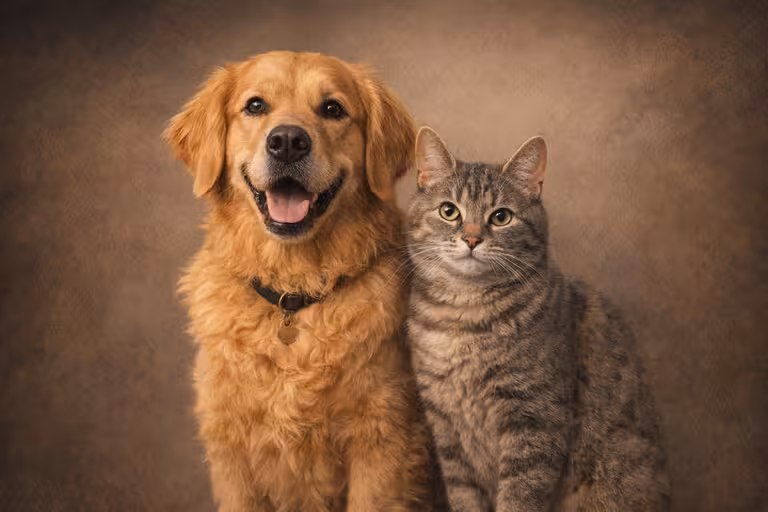 Dog and cat pet portrait preview against a painted studio background